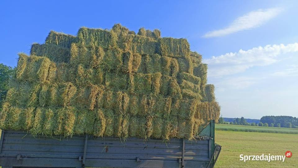 sprzedam siano kostka sipma zbiór 2026 Skoczylasy