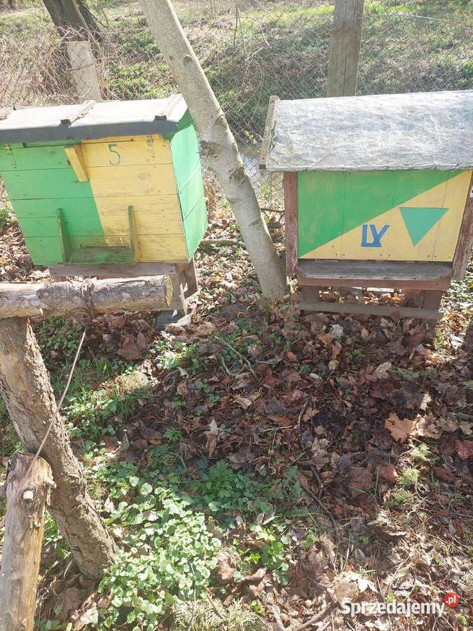 Sprzedam ule warszawskie urzywane Biłgoraj sprzedam