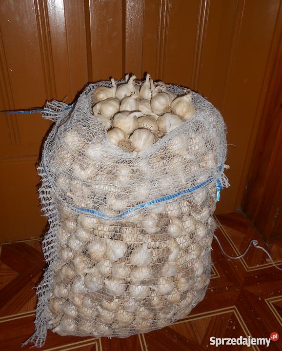 Czosnek wiosenny do sadzenia do jedzenia Skała
