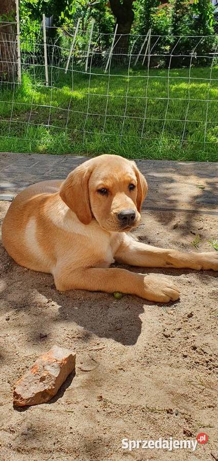 Lablador szczeniaki Labrador zachodniopomorskie Choszczno