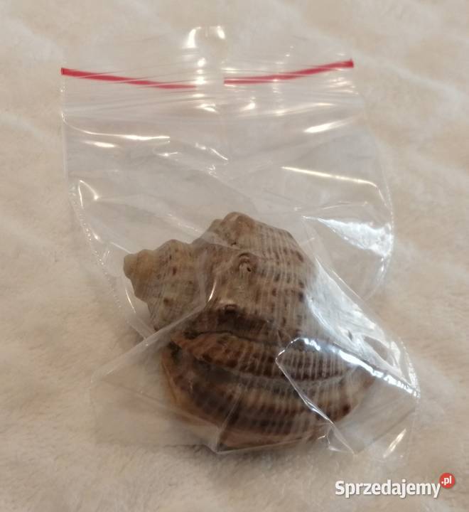 Muszla 48 62 Kreatywne Czeladź