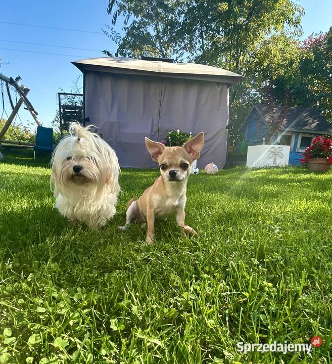 Chihuahua suczka Raczyce