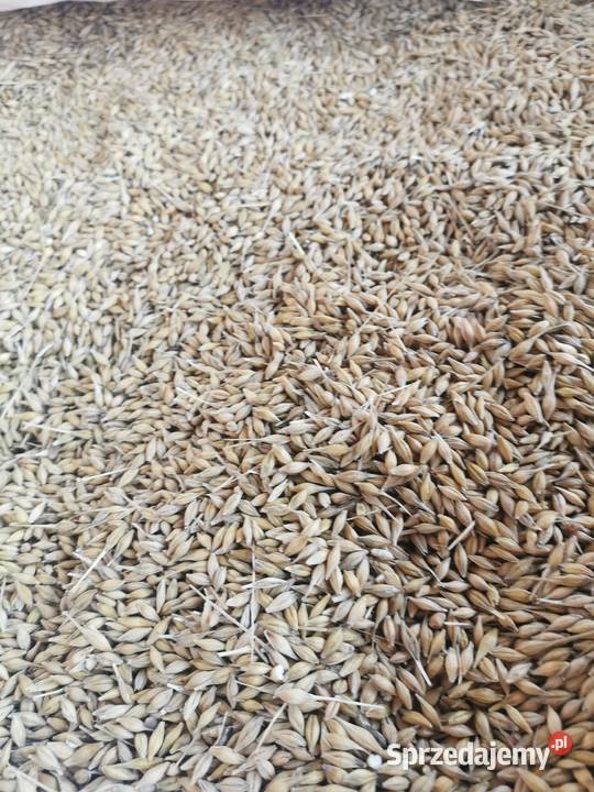 Jęczmień ozimy Krzcin