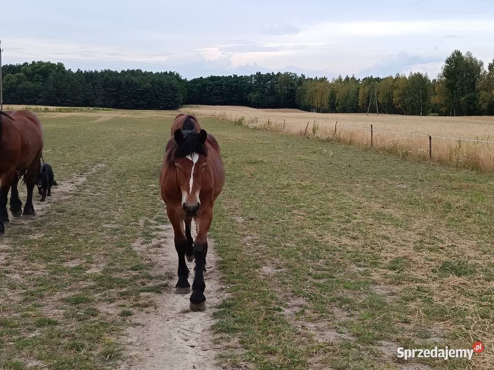 Źrebica PKZ Krasienin-Kolonia