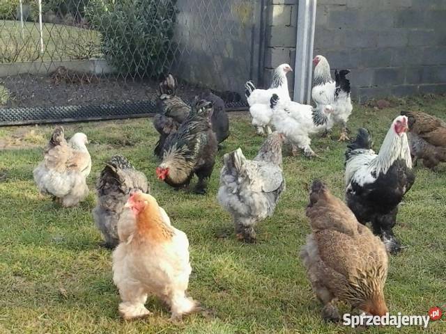 Brahma Brahmy Olbrzymie Pozostałe Radoszyce