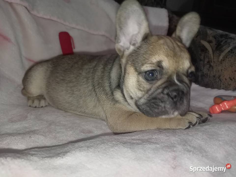 Buldog francuski szczenię Legionowo