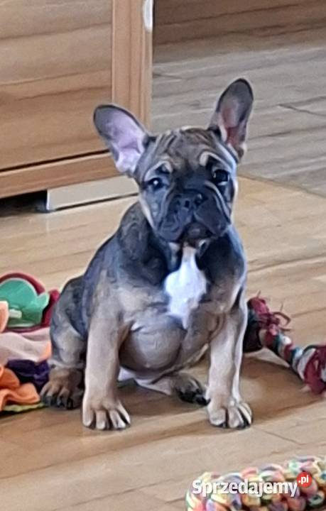 Sprzedam buldożki francuskieduczka Olsztyn sprzedam