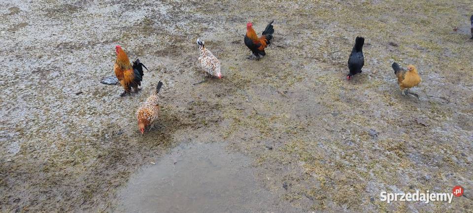 Jajka lęgowe kur karzełki liliputki Tokarówka