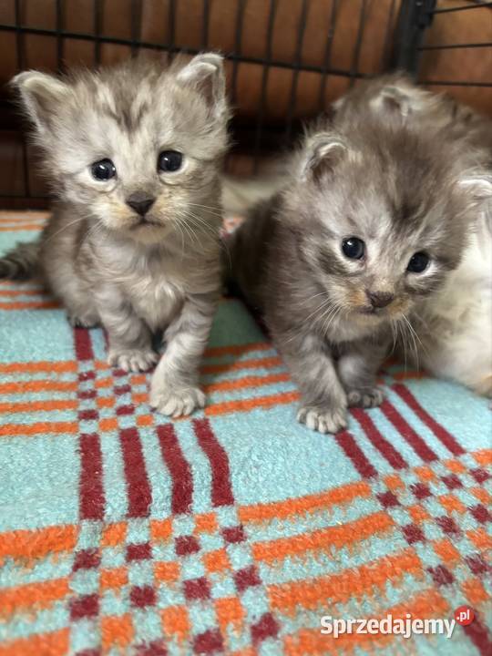 Maine coon kotki i kocurki Kielce sprzedam