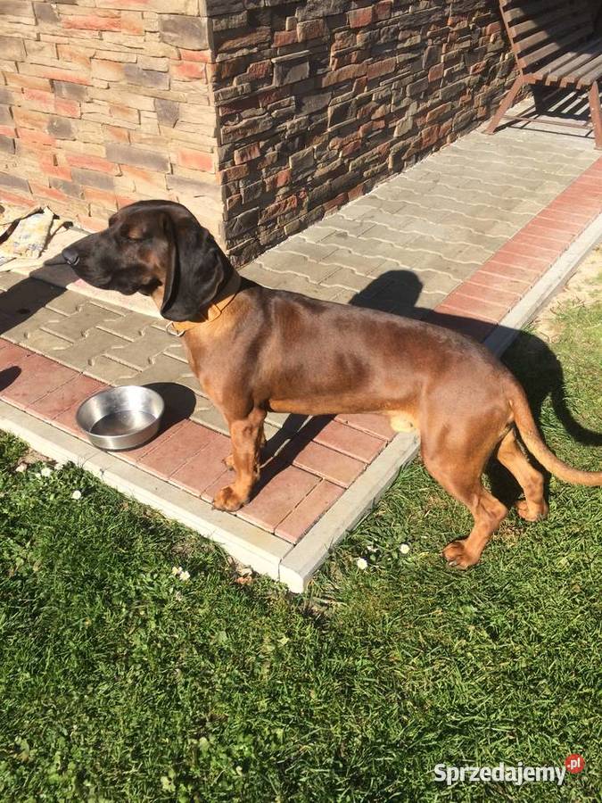 Posokowiec bawarski Jabłonka