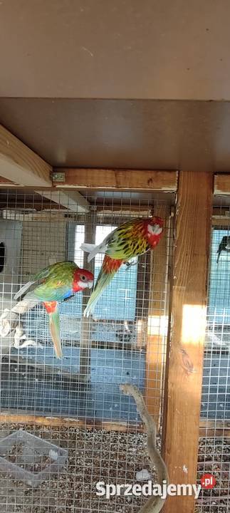 Sprzedam rozelle białolice Ptaki Środa Wielkopolska