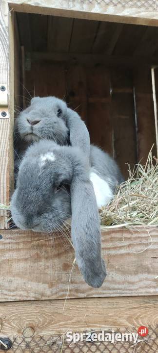 Sprzedam króliczki sprzedam