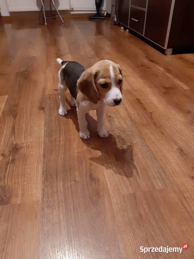 2 miesiace mam Beagle Ryki