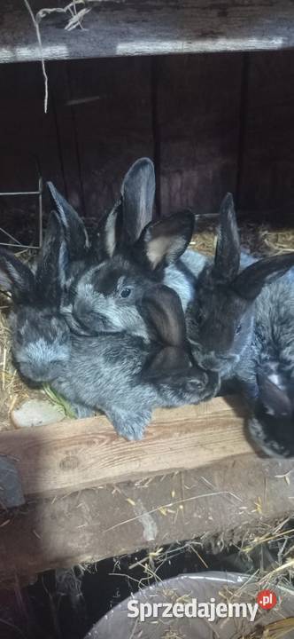 Króliki WJS lubelskie Michów