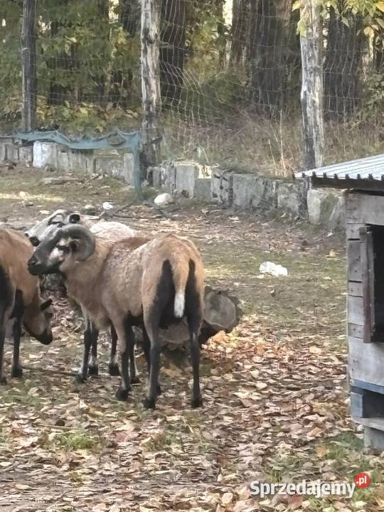 Sprzedam trka kamerunskiego Owadów