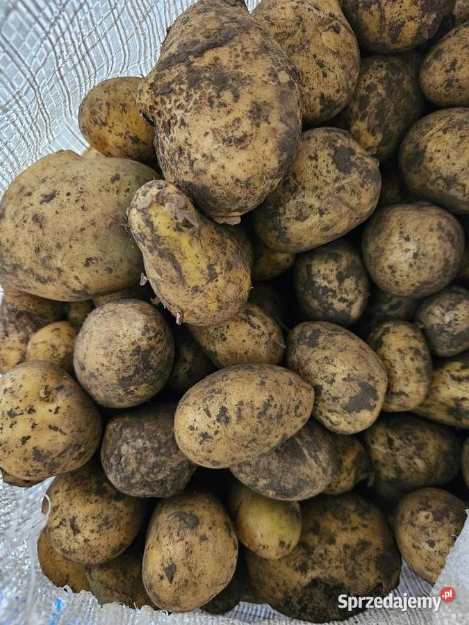 Ziemniaki paszowe Radymno sprzedam