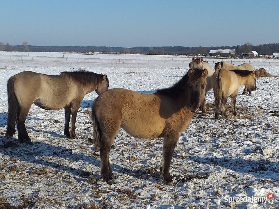 Klaczki konik polski zachodniopomorskie Dobrzany sprzedam