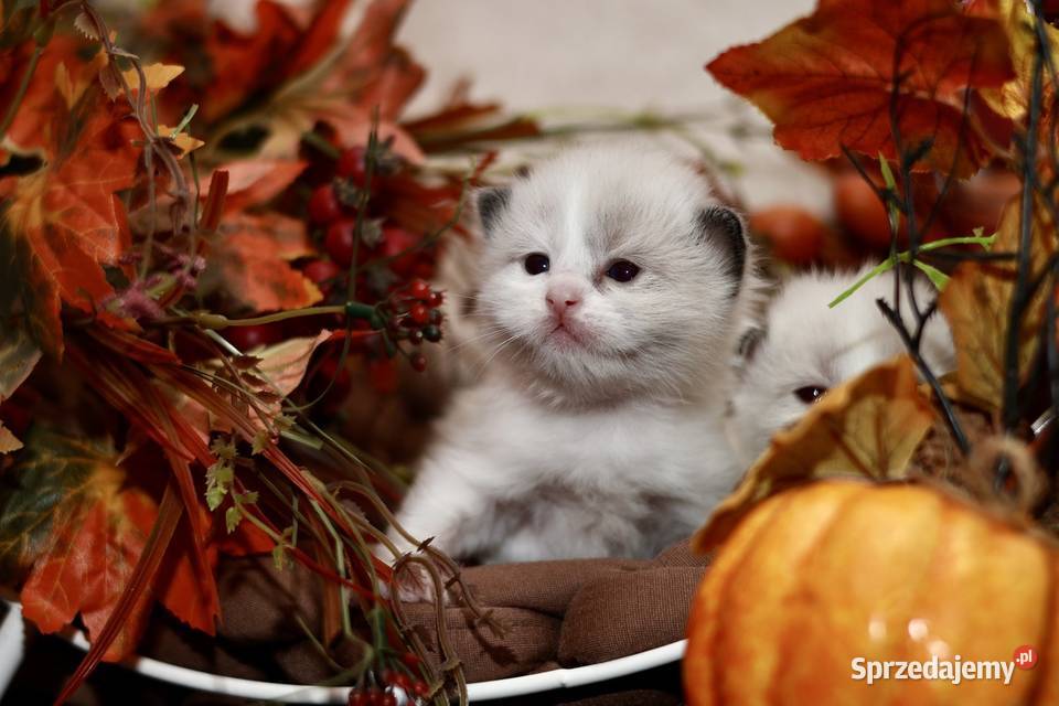Ragdoll bracia bicolor Piorunówek