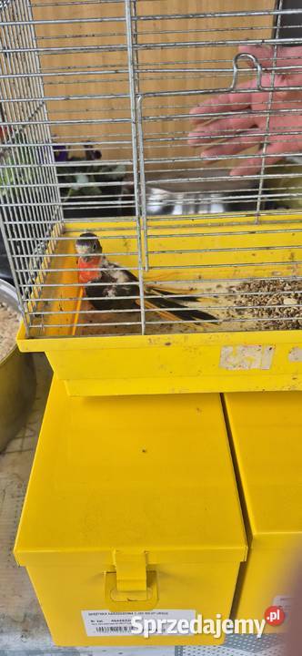 Sprzedam zamienie Biała Podlaska sprzedam