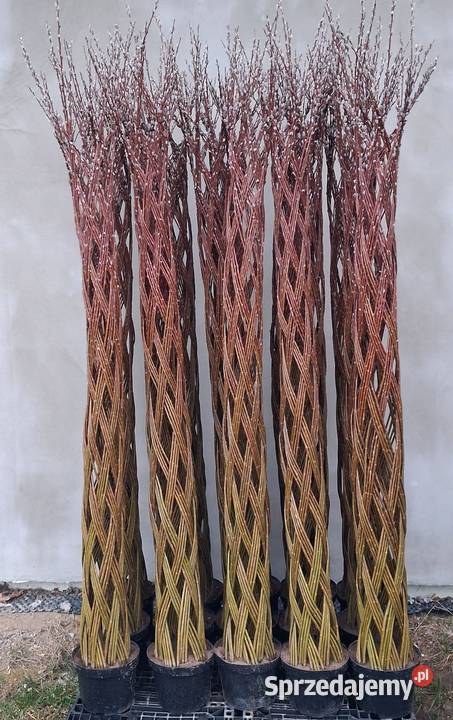 Wierzba pleciona TRANSPORT Kolbuszowa