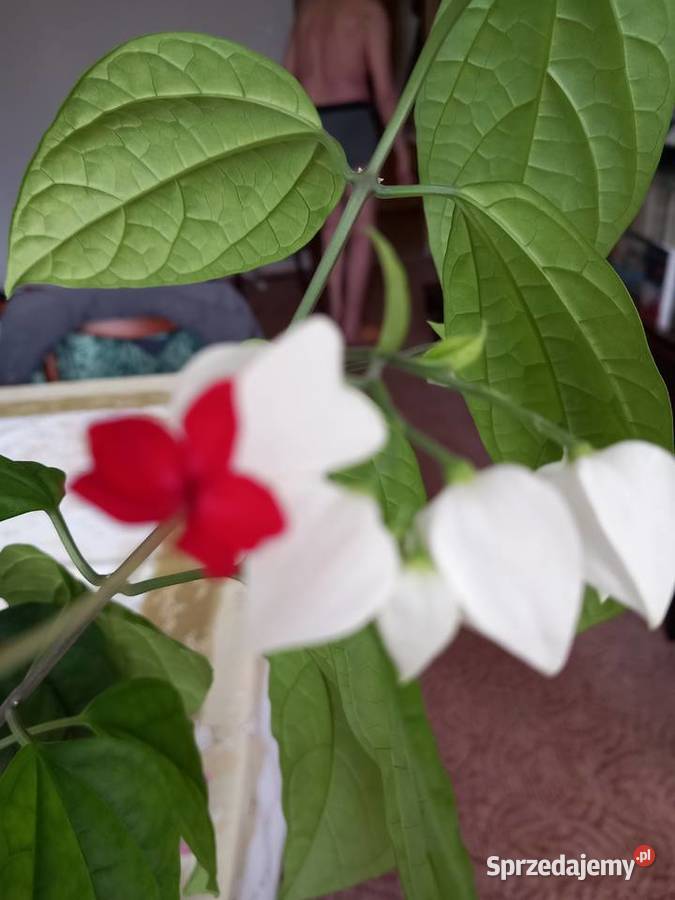 Szczęślin roślina kwitnąca Sosnowiec