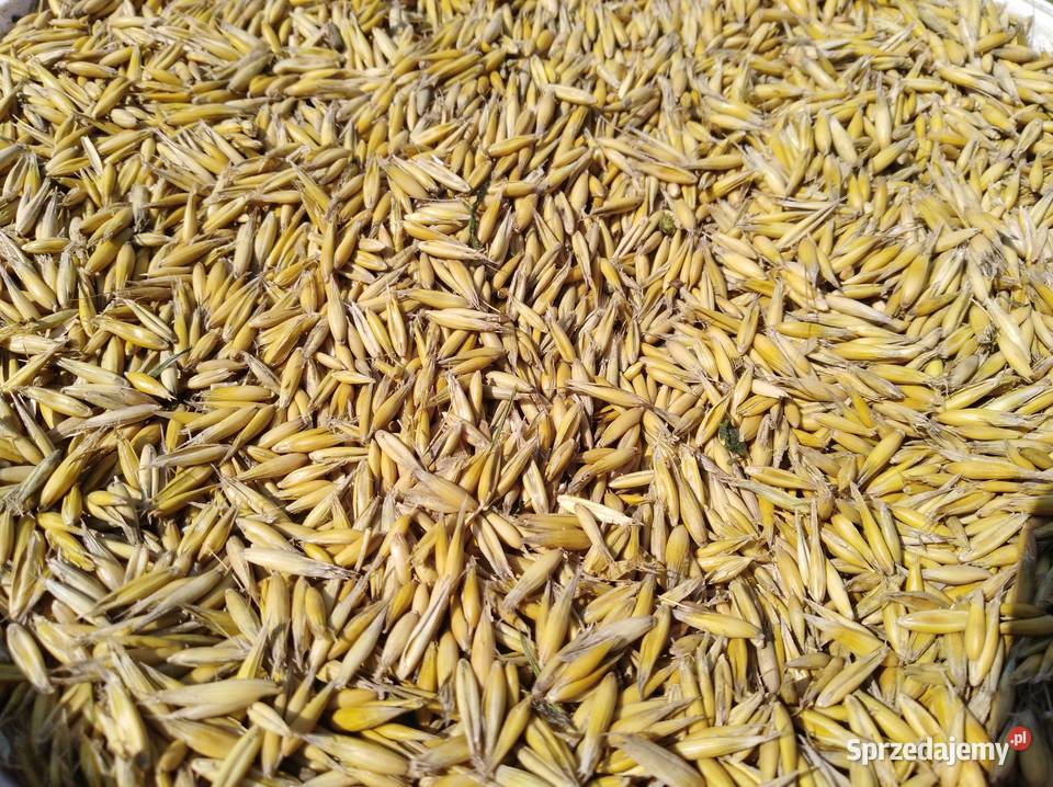 Sprzedam owies Rambo centrali zwykły Zbiór 2025 Wilkowa sprzedam