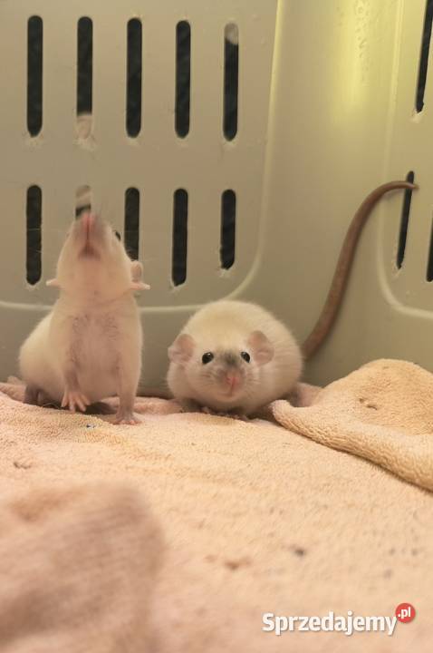 Dwa Szczury Dumbo Syjamskie Rasowe REX Gryzonie sprzedam
