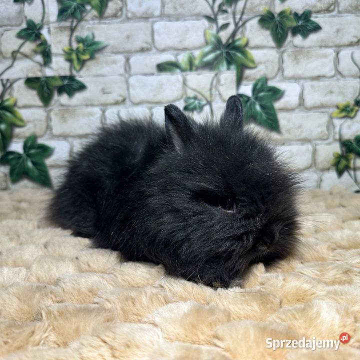 Króliczki miniaturki Karzełki Teddy Wrocław