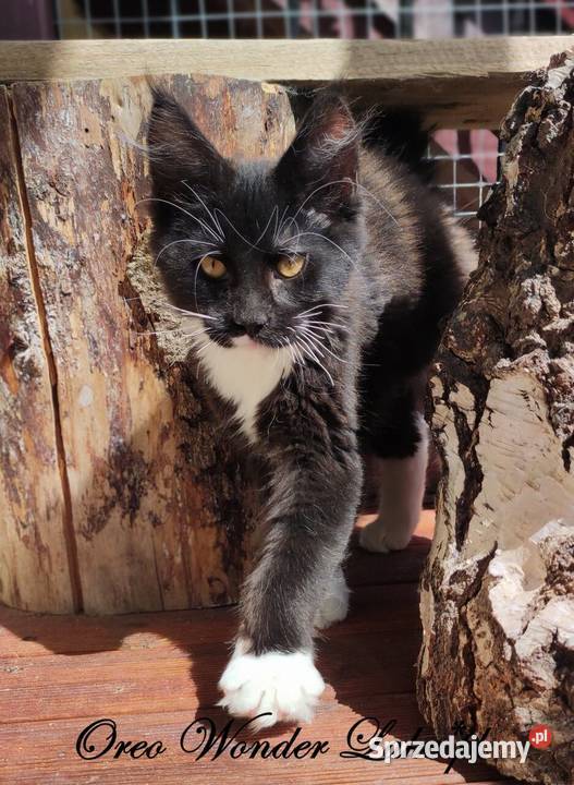 Czarno biały kocurek Maine Coon Oreo FPL Gdańsk