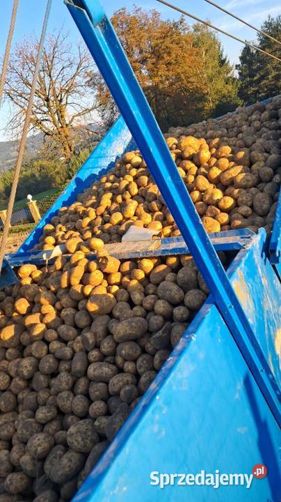 Ziemniaki jadalne żółte soraya corinna mariola z Łososina Dolna