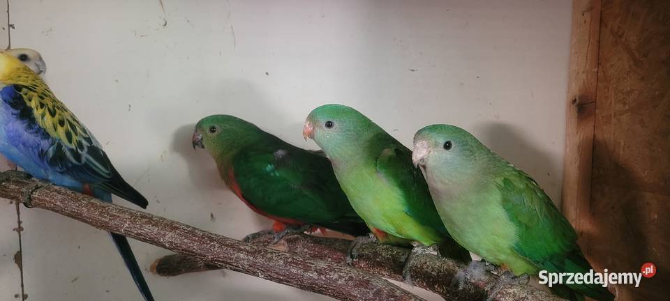 Papugi barabandy sprzedam