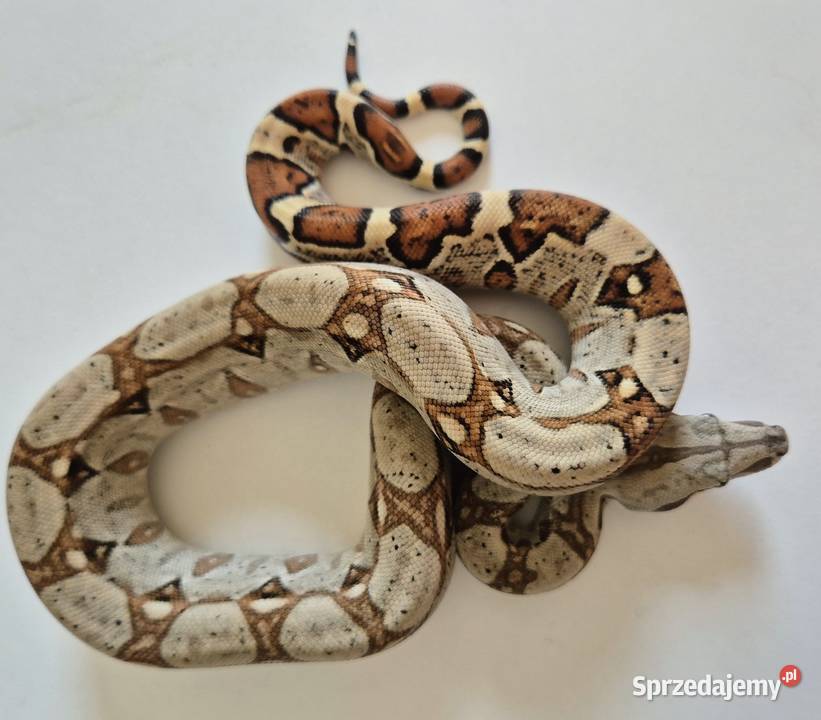 12 Boa cesarski cb25 samica Chrzanów sprzedam