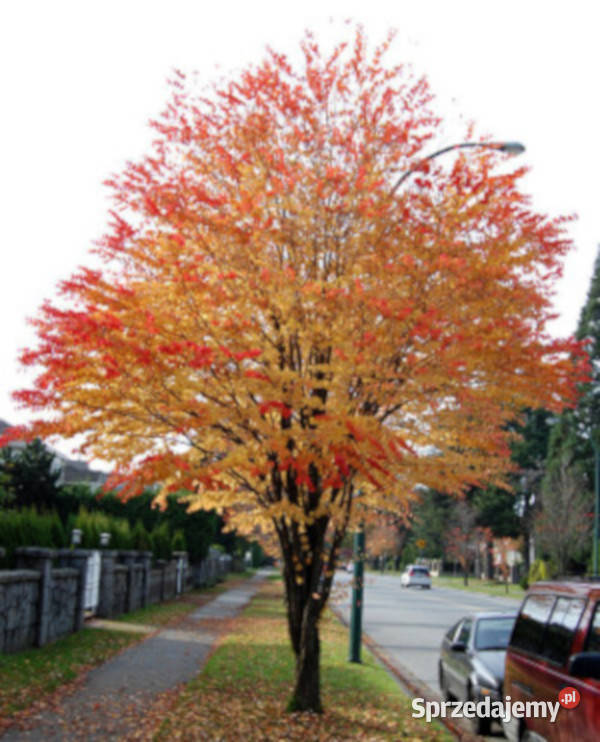 GRUJECZNIK JAPOŃSKI sadzonki w doniczkach Ustronie