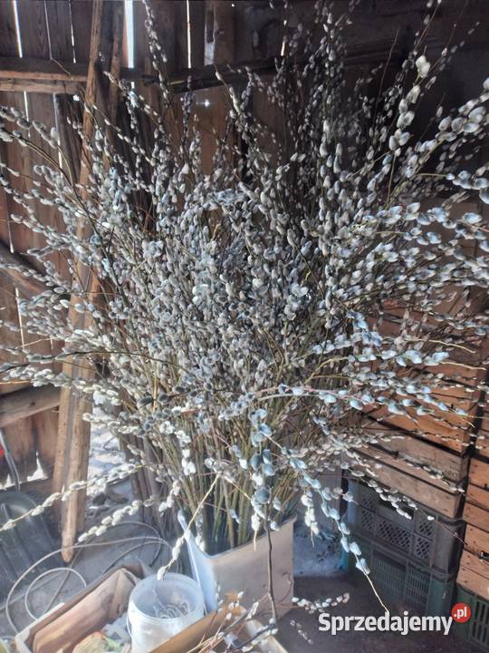 Bazie Wielkanocne żywe