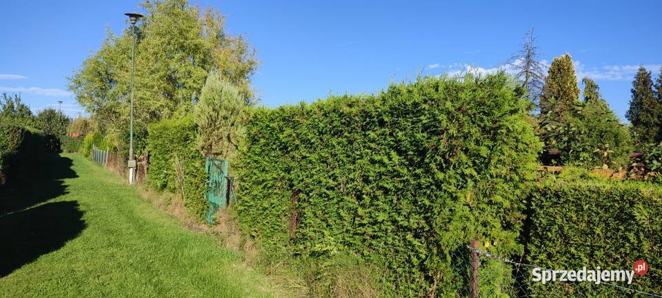 Działka ROD Konwalia Pyskowice 117zł/m2