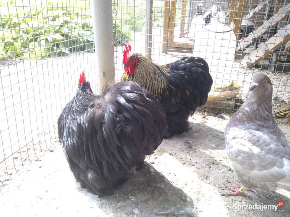 jaja lęgowe kur ozdobnych warmińsko-mazurskie Rybno