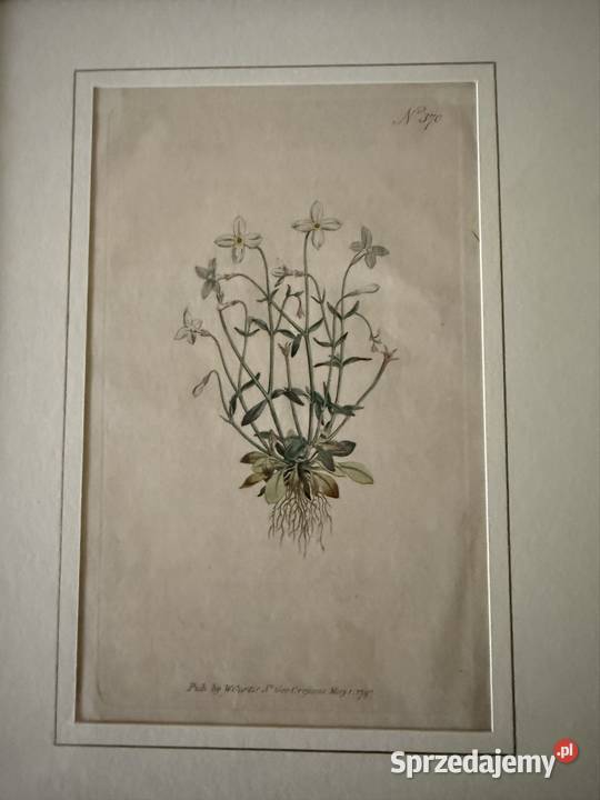 Antyczne Ryciny Botaniczne Miedzioryty 1797 1811 Czerwionka-Leszczyny