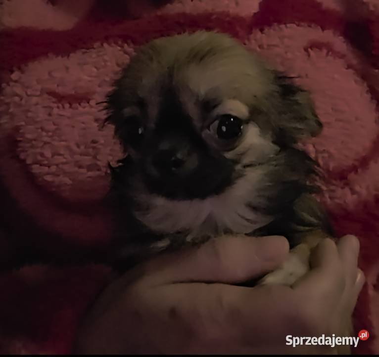 Chihuahua sunia długowłosa FCI Łódź