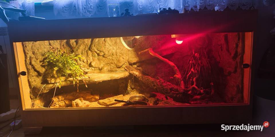 Terrarium z wyposażeniem full 4 Gekony Kalwaria Zebrzydowska