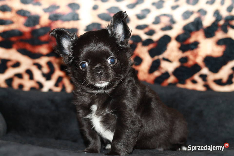 Chihuahua długowłosa suczka ZKwP FCI