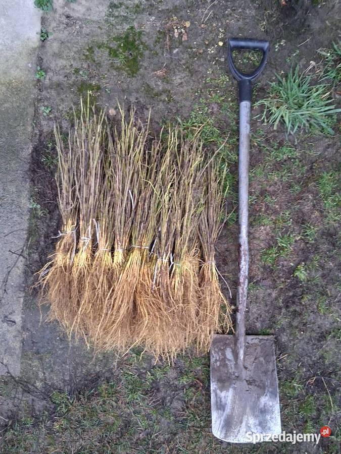 Podkładki do szczepienia klon modrzew katalpa i Puławy