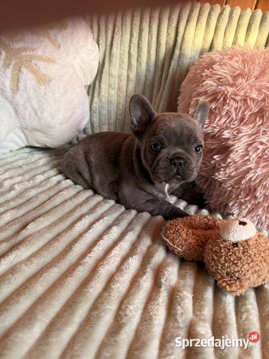 Buldog francuski Częstochowa