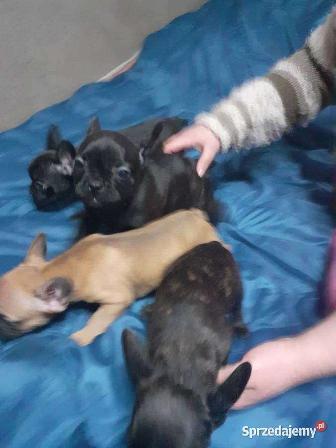 BULDOG FRANCUSKI Świdnica sprzedam