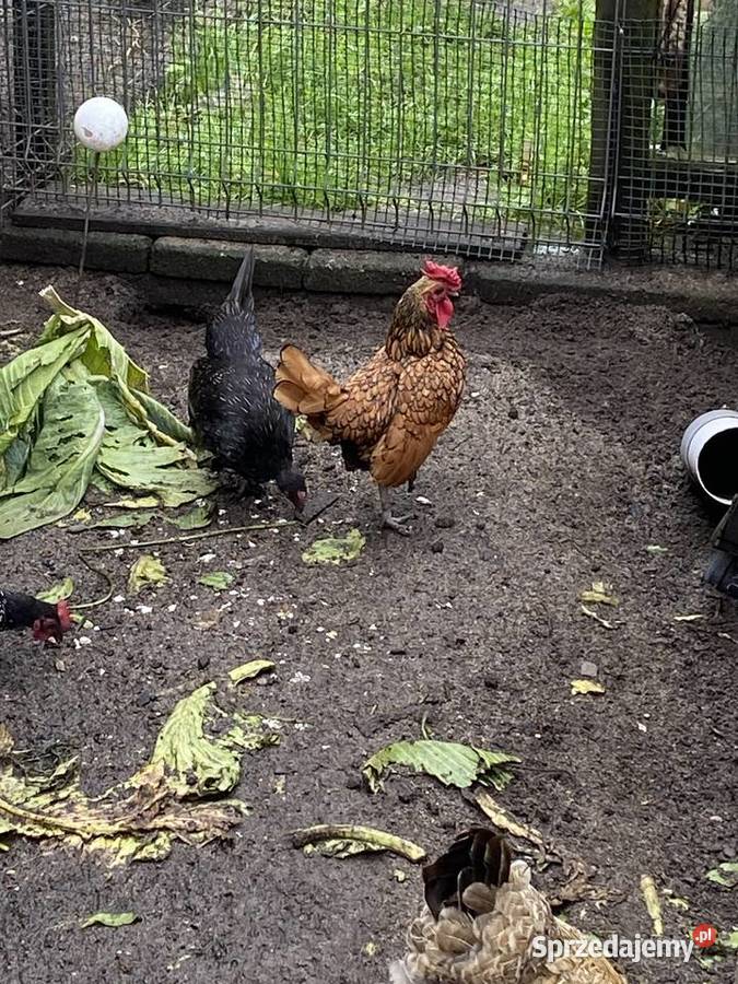 Trzy miesieczne koguty sebrytki sprzedam