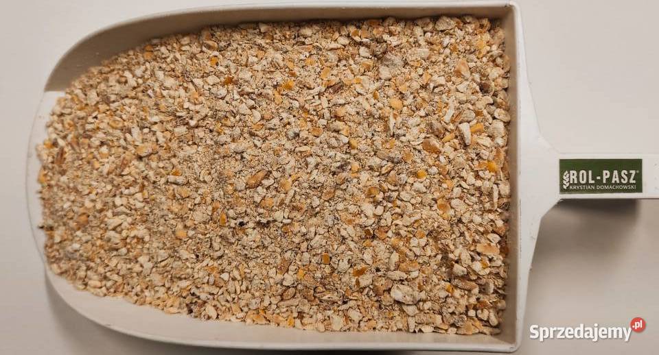 Kukurydza paszowa mlewnikowana dla kur kaczek drobiu