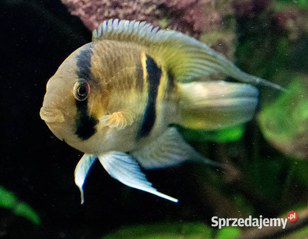 Akara z Maroni Cleithracara maronii WYSYŁKA NA Gdańsk