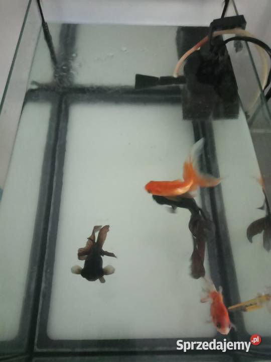 Szpedam akwarium z rybkami Legnica sprzedam