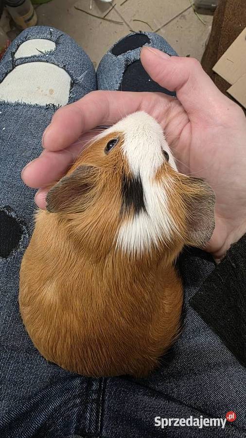 Świnka morska cavia domowa cawia Tarnów
