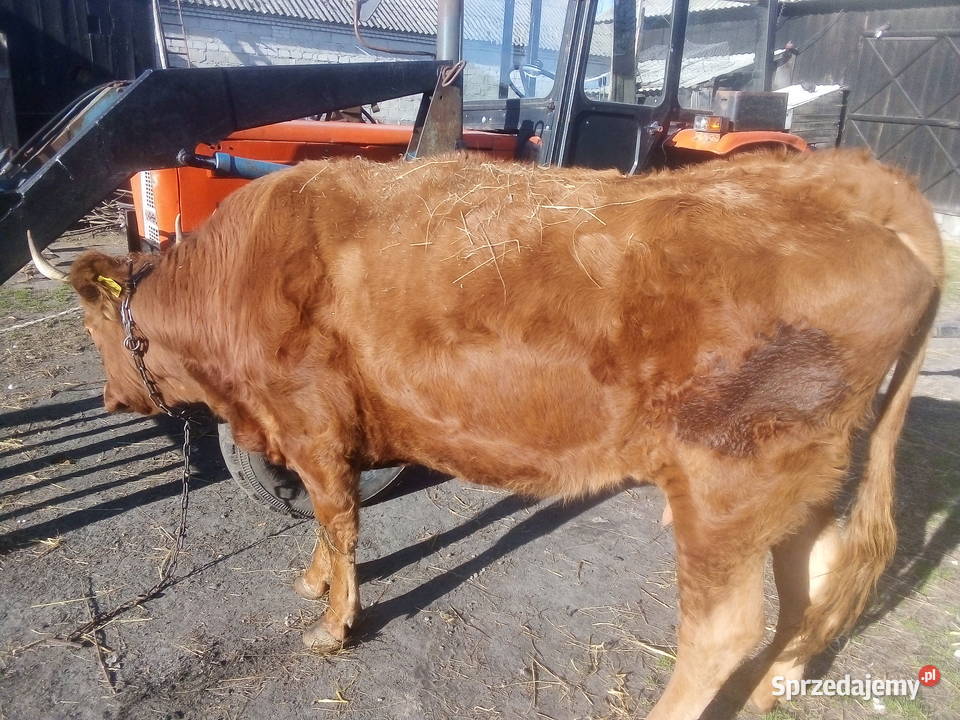 Krowa mięsna lm Sawin sprzedam