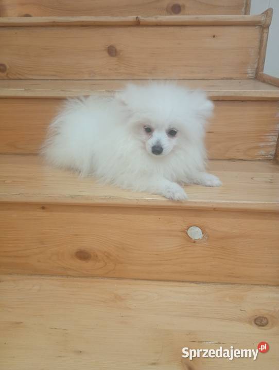 Szpic miniaturowyPomeranian Łowicz